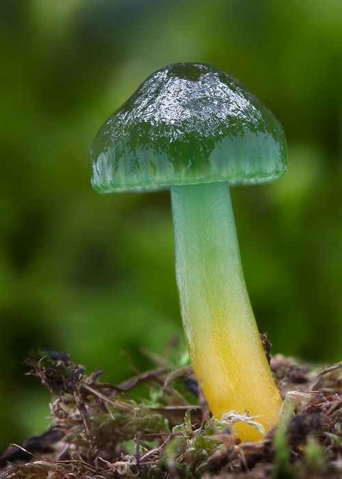 Rare and Beautiful Mushrooms | Funzug.com