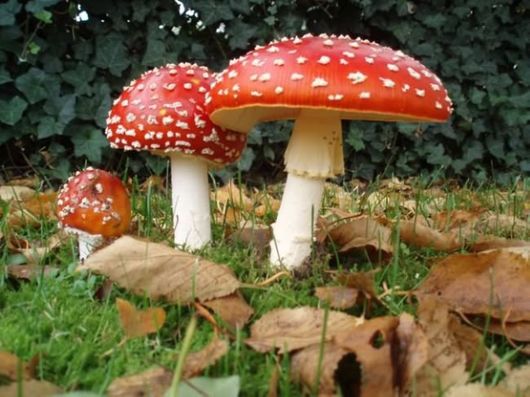 Rare and Beautiful Mushrooms
