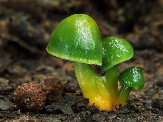Rare and Beautiful Mushrooms