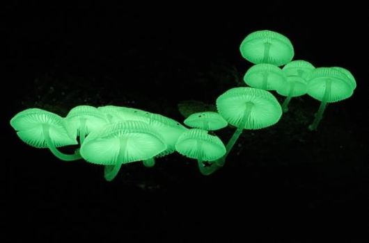 Rare and Beautiful Mushrooms