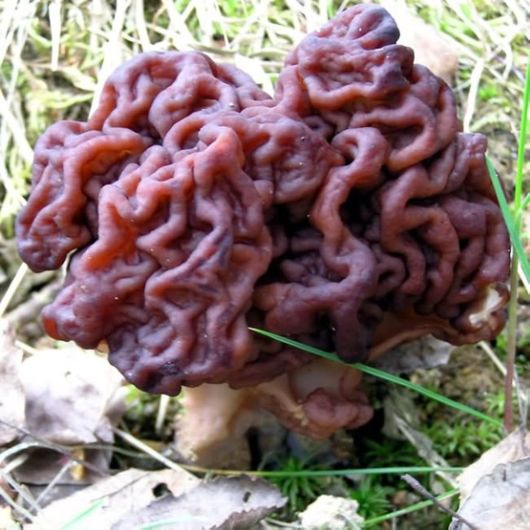 Rare and Beautiful Mushrooms