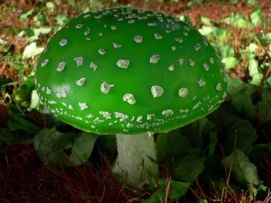 Rare and Beautiful Mushrooms