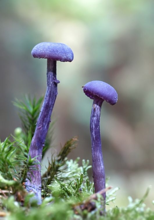 Rare and Beautiful Mushrooms | Funzug.com
