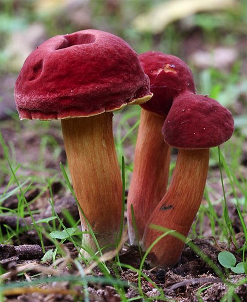 Rare and Beautiful Mushrooms