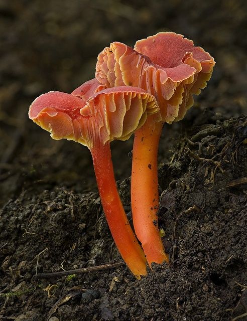 Rare and Beautiful Mushrooms