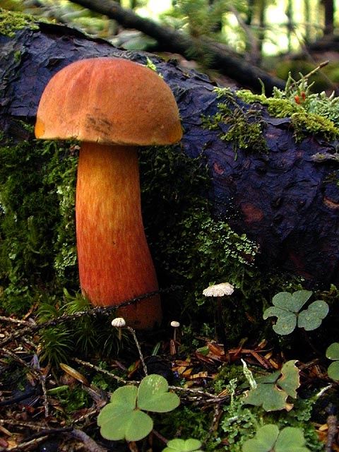 Rare and Beautiful Mushrooms