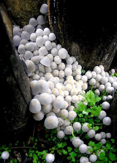 Rare and Beautiful Mushrooms