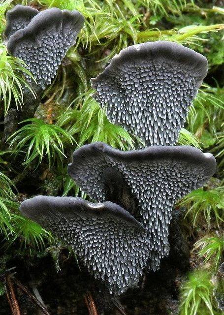 Rare and Beautiful Mushrooms