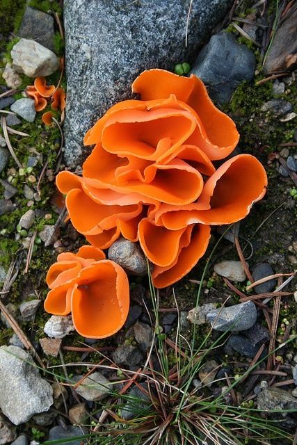 Rare and Beautiful Mushrooms | Funzug.com