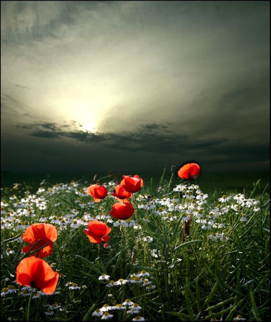 Amazing Beauty of Red Poppy Flowers