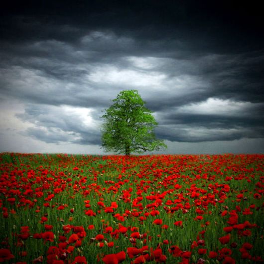 Amazing Beauty of Red Poppy Flowers