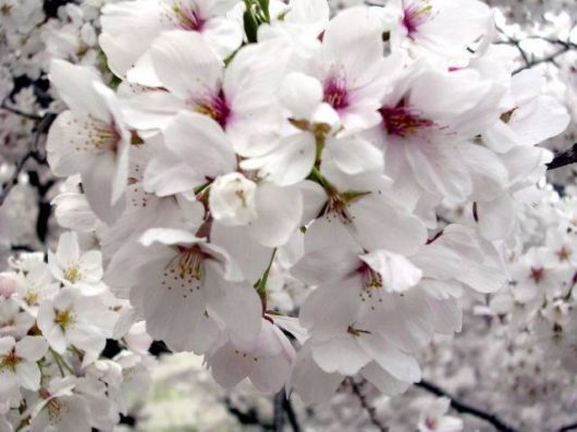 Sakura Blossoms in Japan