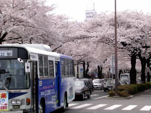 Sakura Blossoms in Japan