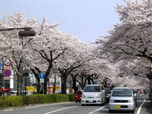 Sakura Blossoms in Japan