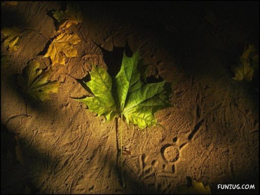 Spectacular Nature Photography