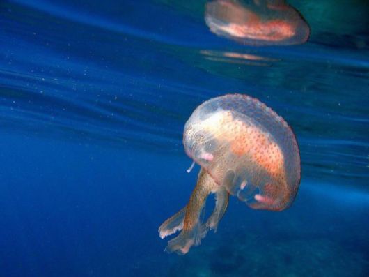 BeautifuL World Under Water
