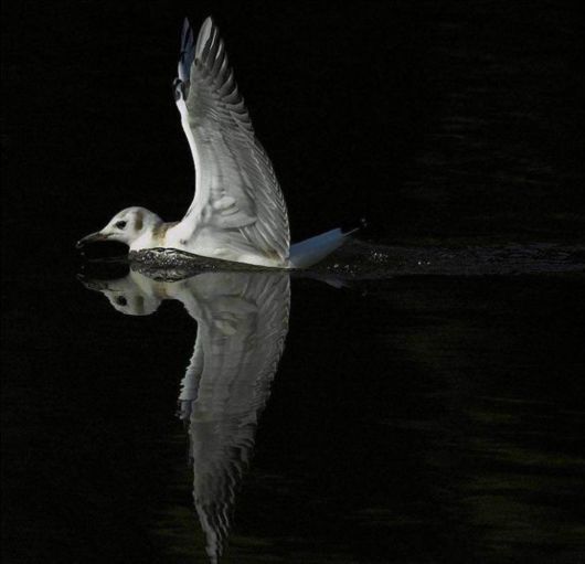 The Wonderful Photo Shots