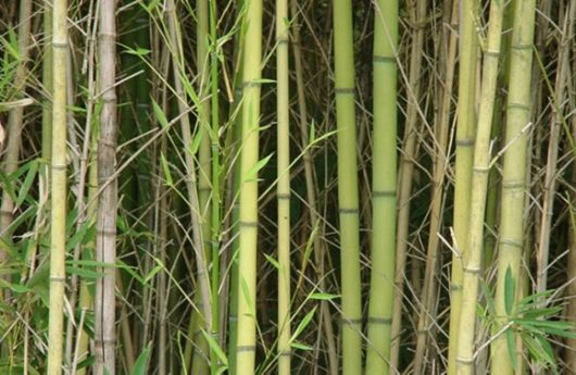 The Worlds Fastest Plants