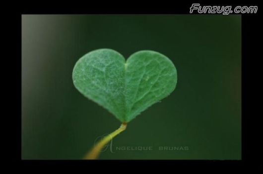 My Heart Only For You