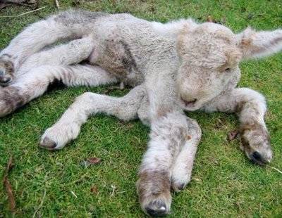 Weirdest Deformed Animals of the World