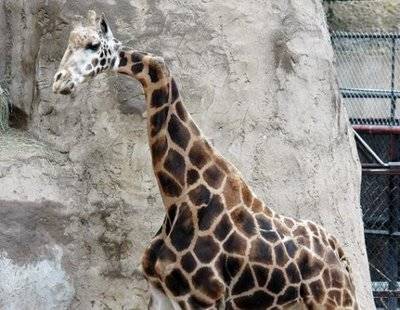 Weirdest Deformed Animals of the World