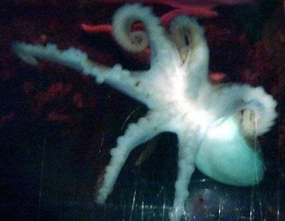 Weirdest Deformed Animals of the World