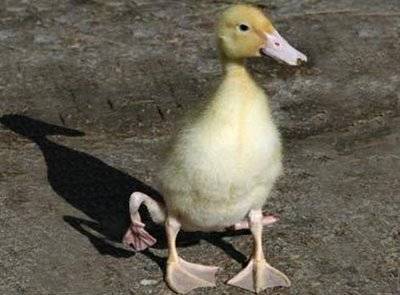 Weirdest Deformed Animals of the World