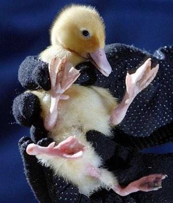 Weirdest Deformed Animals of the World