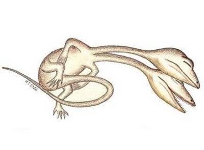 Weirdest Deformed Animals of the World