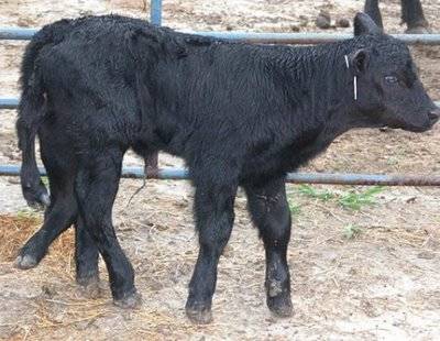 Weirdest Deformed Animals of the World