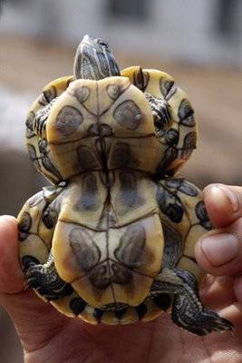 Weirdest Deformed Animals of the World