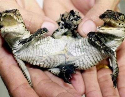 Weirdest Deformed Animals of the World