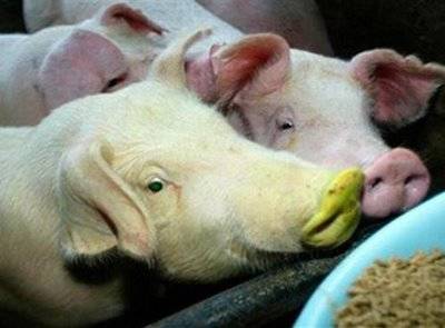 Weirdest Deformed Animals of the World