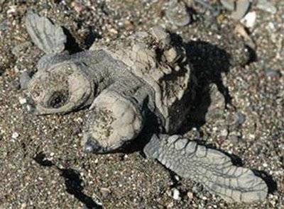 Weirdest Deformed Animals of the World