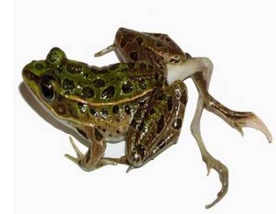 Weirdest Deformed Animals of the World