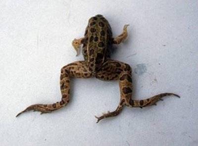 Weirdest Deformed Animals of the World