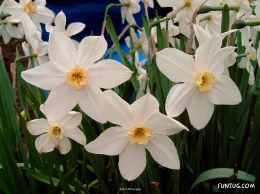 Click to Enlarge - Beautiful Colorful Flowers Wallpapers