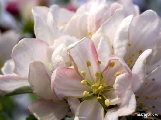 Click to Enlarge - Beautiful Colorful Flowers Wallpapers