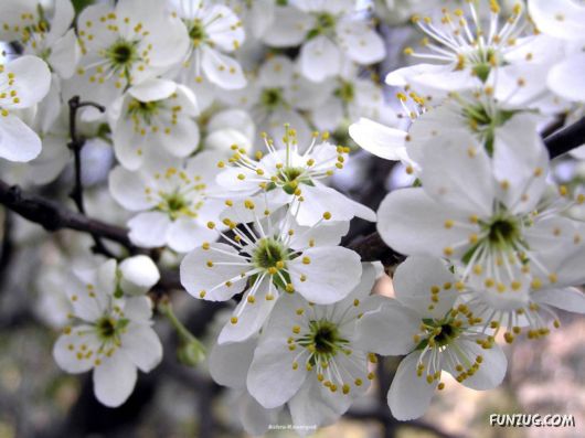 Click to Enlarge - Beautiful Colorful Flowers Wallpapers