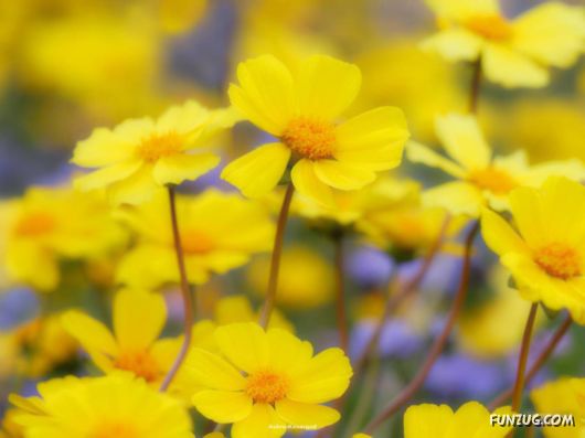 Click to Enlarge - Beautiful Colorful Flowers Wallpapers