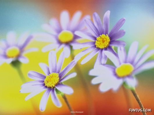 Click to Enlarge - Beautiful Colorful Flowers Wallpapers
