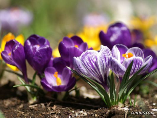 Click to Enlarge - Beautiful Colorful Flowers Wallpapers