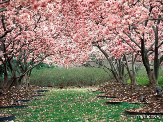 Click to Enlarge - Beautiful Colorful Flowers Wallpapers