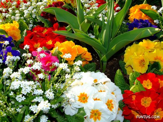 Click to Enlarge - Beautiful Colorful Flowers Wallpapers
