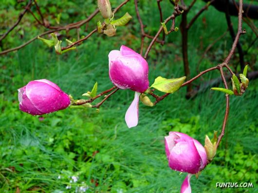 Click to Enlarge - Beautiful Colorful Flowers Wallpapers