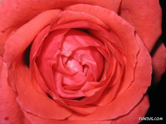 Click to Enlarge - Beautiful Colorful Flowers Wallpapers