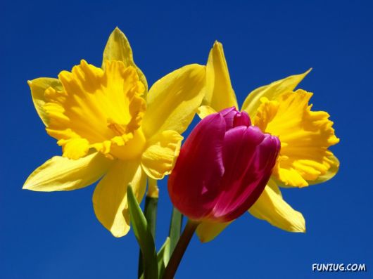 Click to Enlarge - Beautiful Colorful Flowers Wallpapers