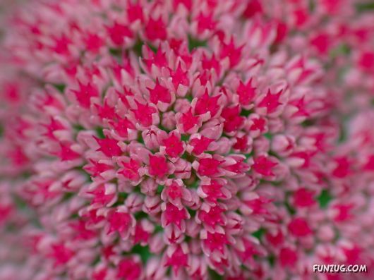 Click to Enlarge - Beautiful Colorful Flowers Wallpapers