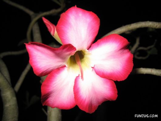 Click to Enlarge - Beautiful Colorful Flowers Wallpapers