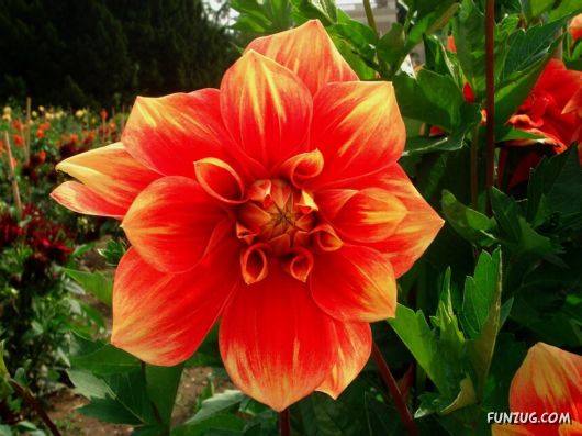 Click to Enlarge - Beautiful Colorful Flowers Wallpapers